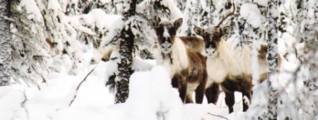 Boreal woodland caribou