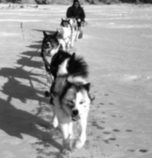 Hunters travelling by dog sled