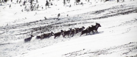 Mountain woodland caribou