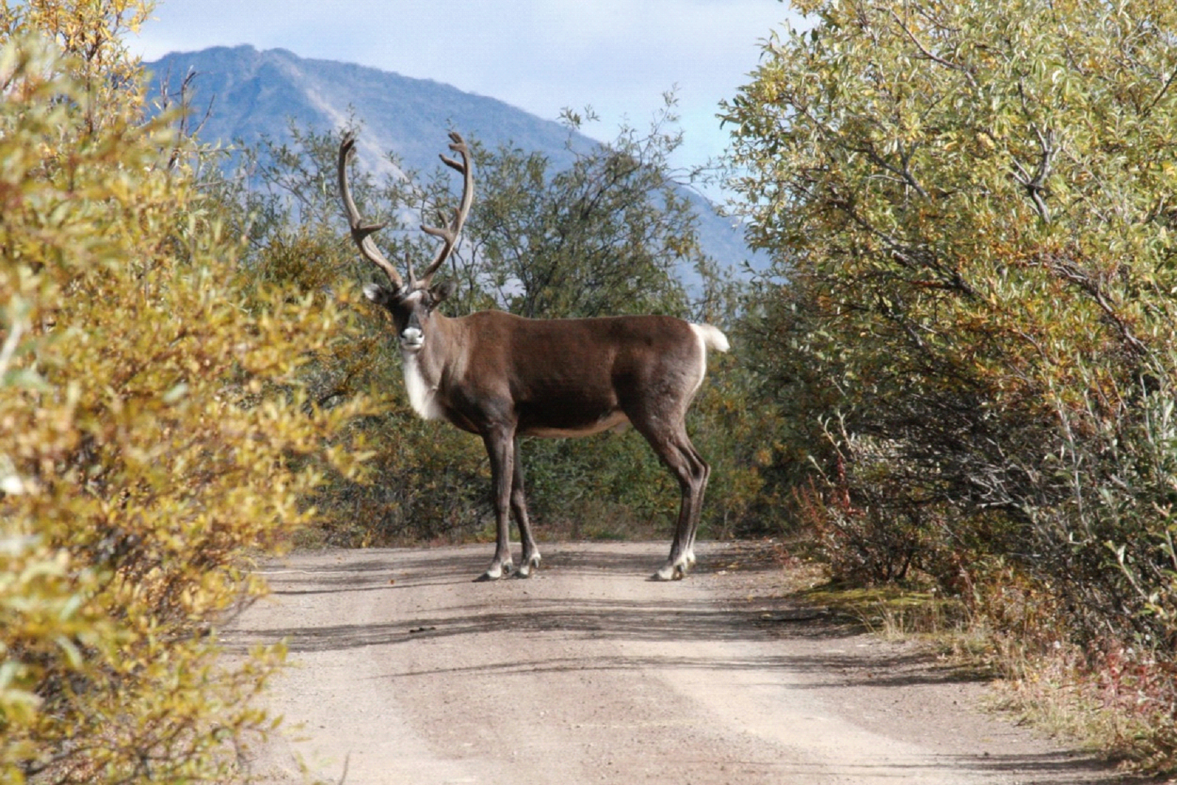 Mountain Caribou Photo 2