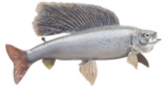 arctic grayling