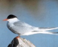 arctic tern