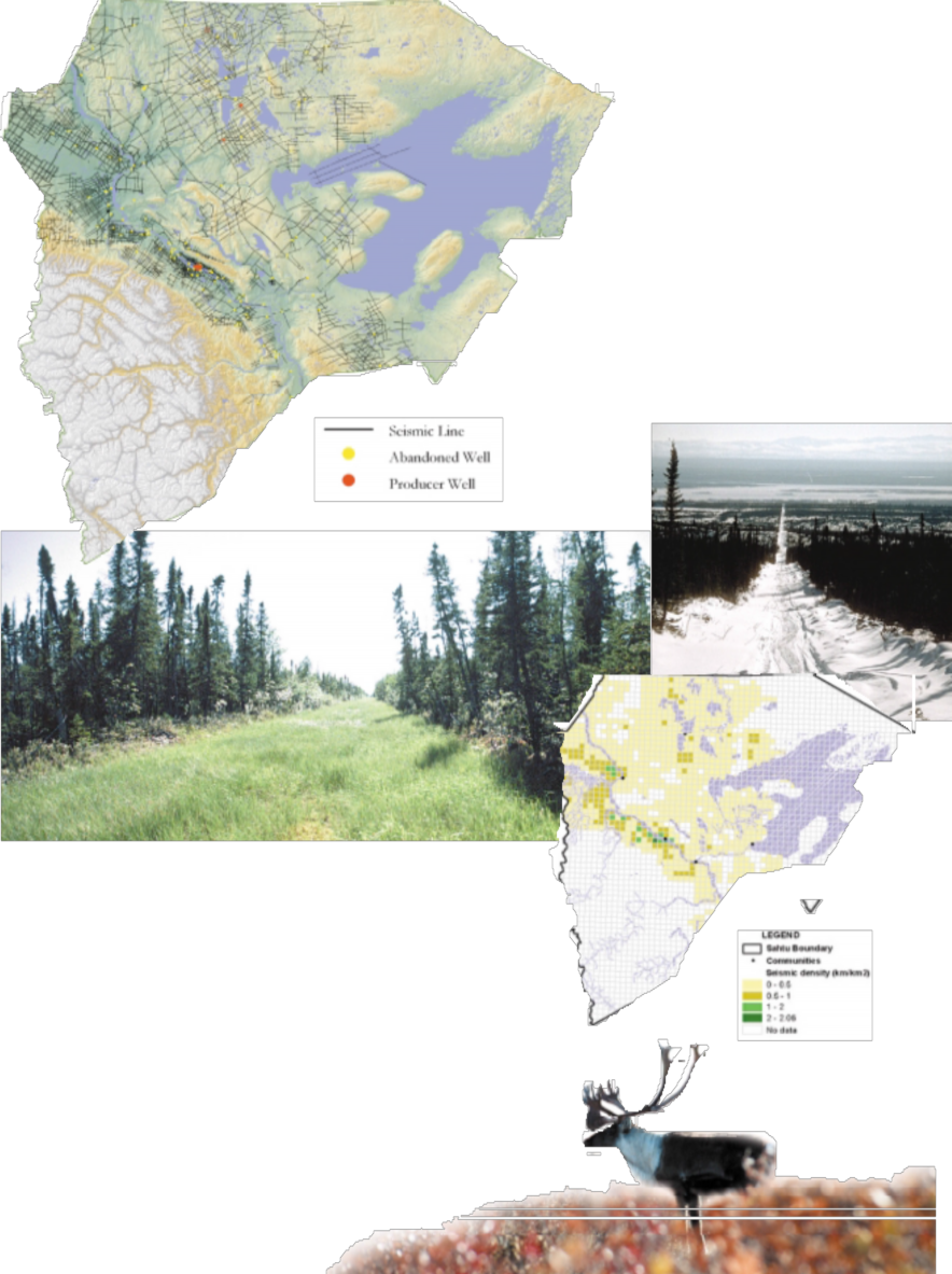 caribou and seismic lines