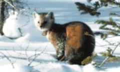 marten