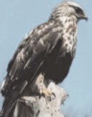 rough-legged hawk